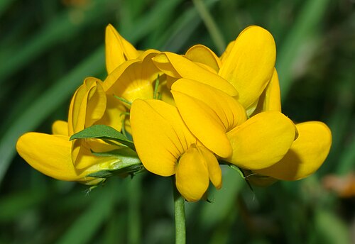 Greater bird's-foot-trefoil: This image shows a blossom close-up of a Lotus pedunculatus plant.