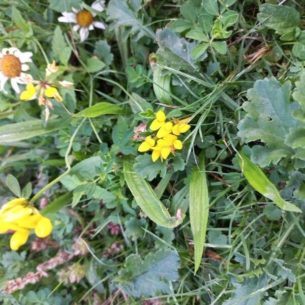 Greater bird's-foot-trefoil (Lotus pedunculatus)