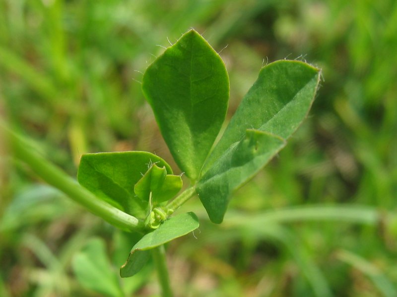 Greater bird's-foot-trefoil: Sumpf-Hornklee ( Lotus pedunculatus ), Gragetopshof