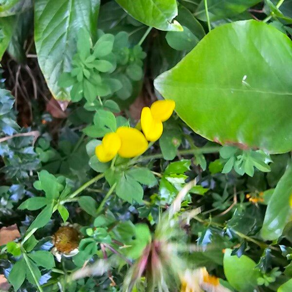 Greater bird's-foot-trefoil (Lotus pedunculatus)