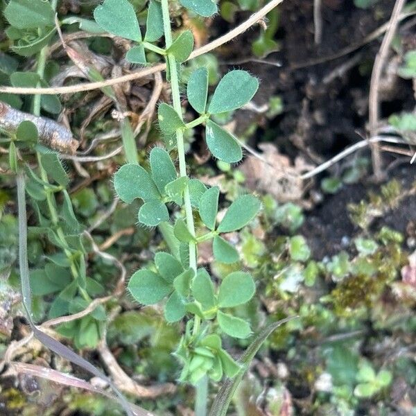 Greater bird's-foot-trefoil (Lotus pedunculatus)