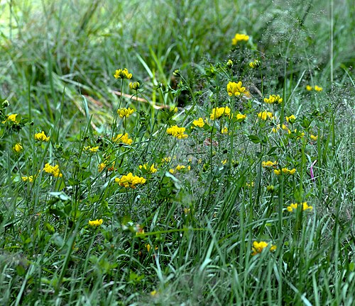 Greater bird's-foot-trefoil: This image shows a few Lotus pedunculatus plants.