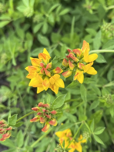 Greater bird's-foot-trefoil