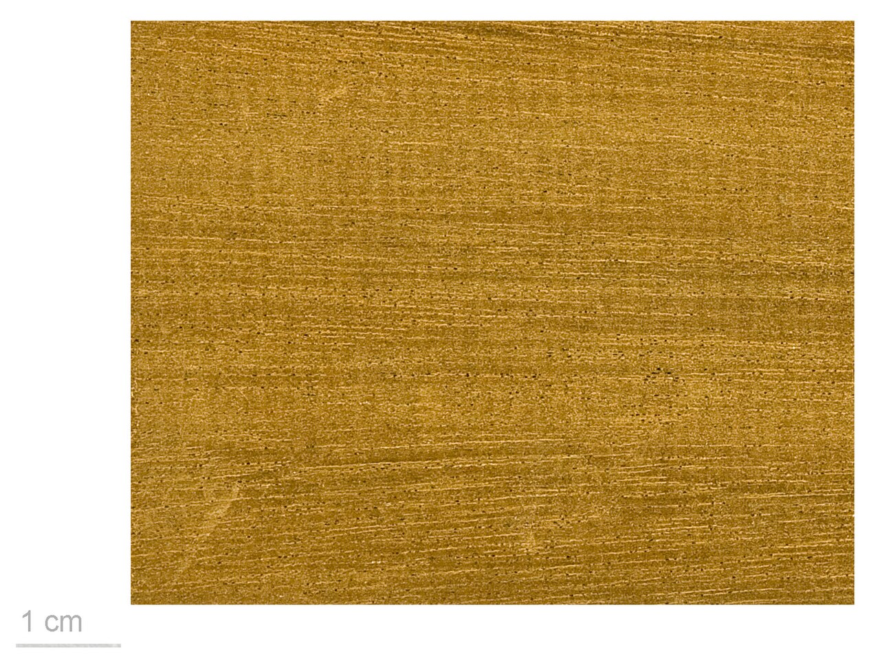 African walnut: African Walnut , wood