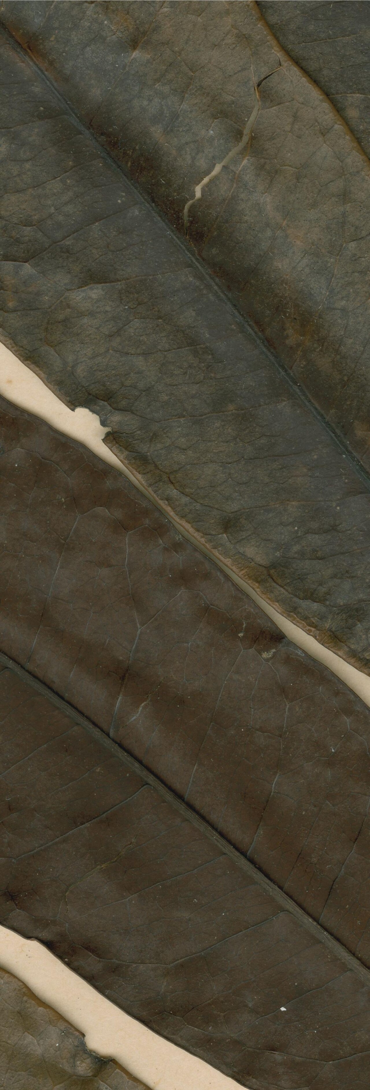 African walnut: Photograph of Type of Lovoa trichilioides at Herbarium of the University of Coimbra, Portugal (COI). Specimen COI00077058. http://coicatalogue.uc.pt/specimen/CO