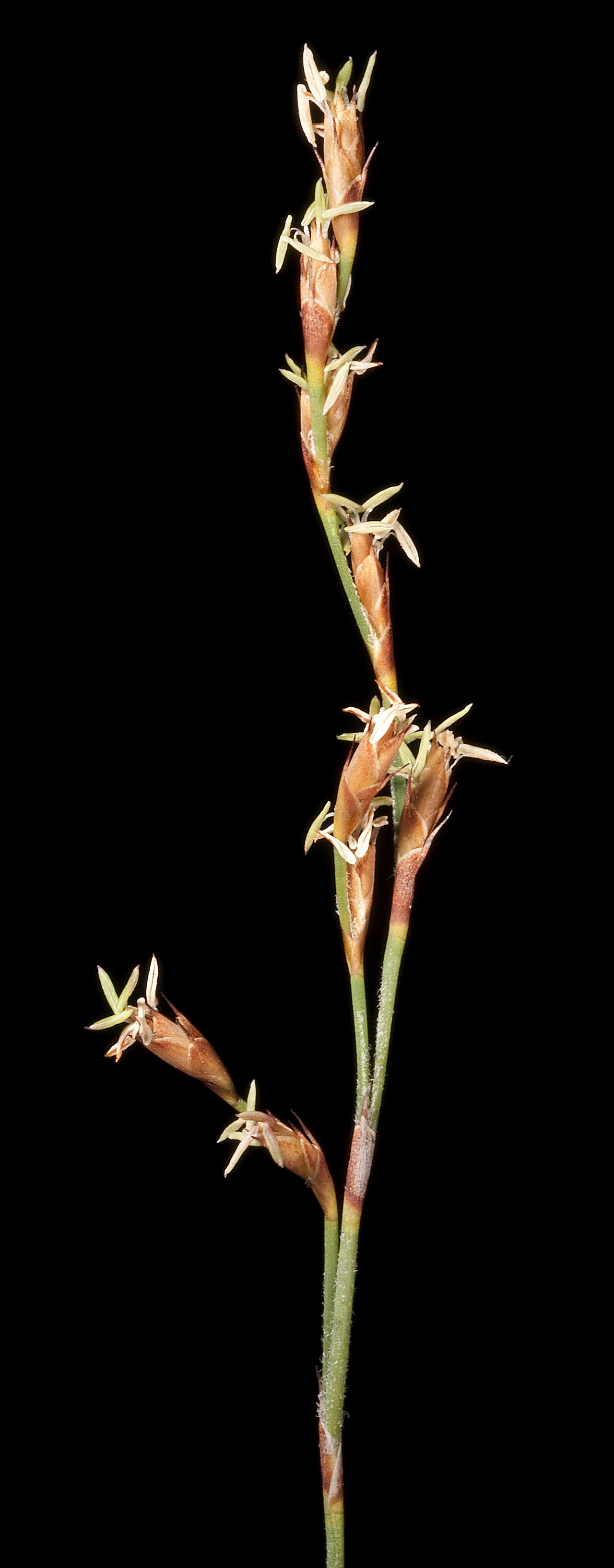 Loxocarya cinerea: PERTH4780973