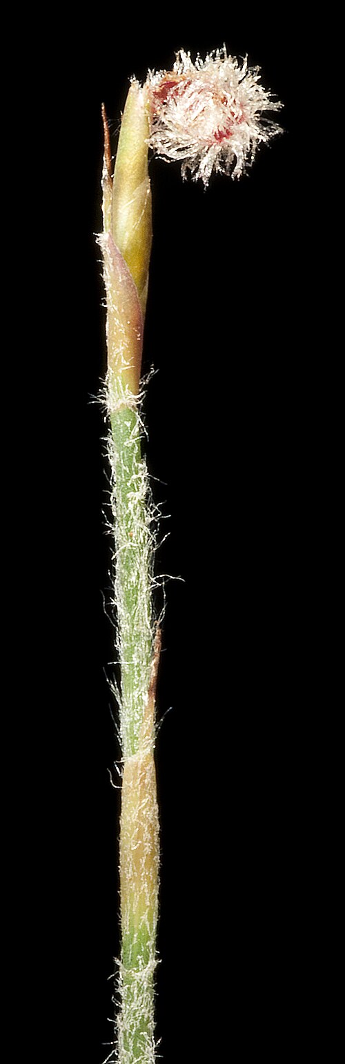 Loxocarya cinerea: KRT4786
