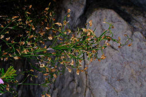 Loxocarya cinerea (Loxocarya cinerea)