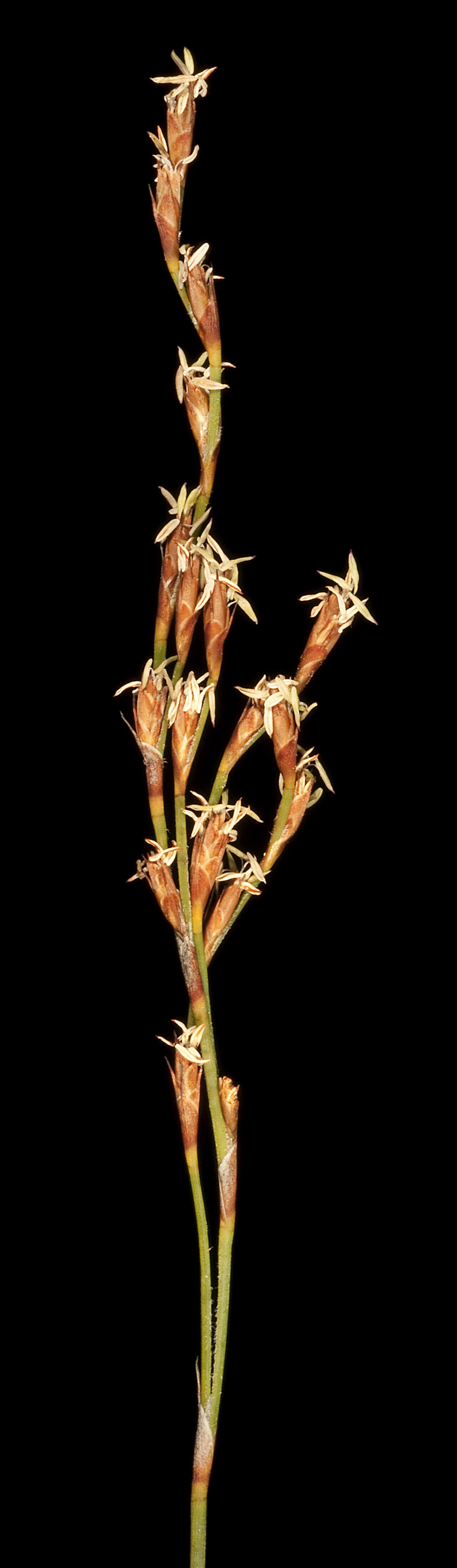 Loxocarya cinerea: PERTH4780973