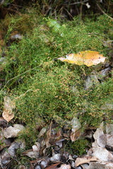 Loxocarya cinerea (Loxocarya cinerea)