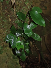 Loxogramme biformis (Loxogramme biformis)