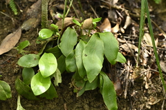 Loxogramme biformis (Loxogramme biformis)