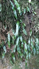 Loxogramme dictyopteris (Loxogramme dictyopteris)