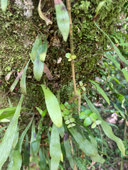 Loxogramme dictyopteris (Loxogramme dictyopteris)