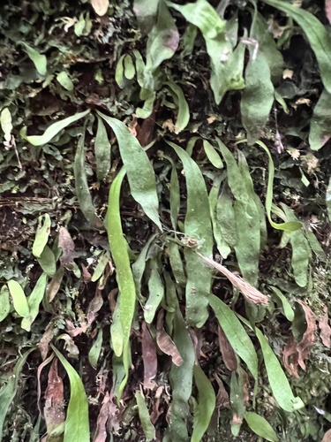 Loxogramme dictyopteris (Loxogramme dictyopteris)