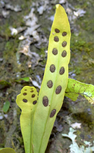 Loxogramme dictyopteris (Loxogramme dictyopteris)