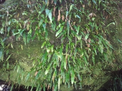 Loxogramme dictyopteris (Loxogramme dictyopteris)