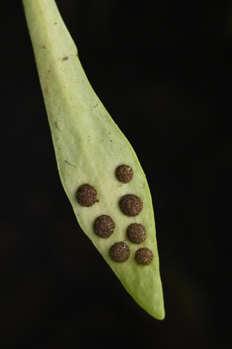 Loxogramme dictyopteris (Loxogramme dictyopteris)