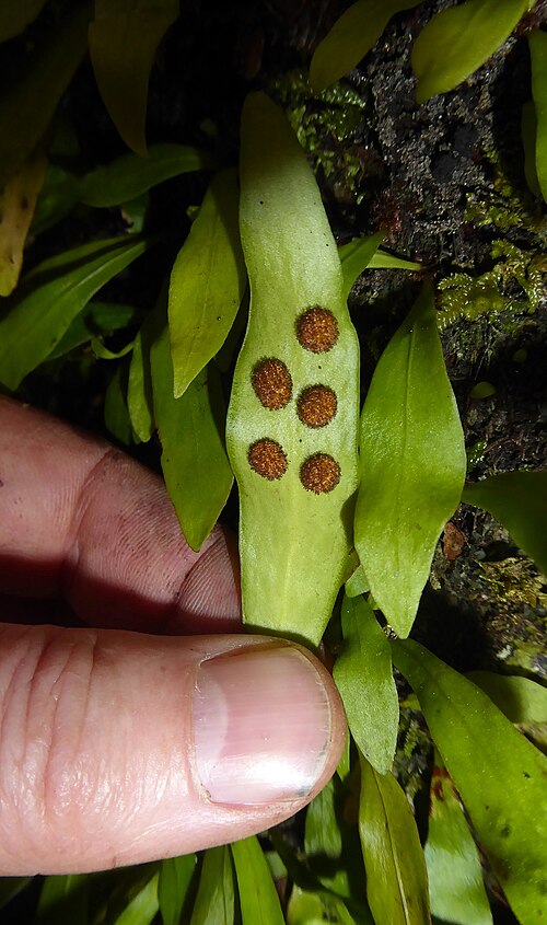Loxogramme dictyopteris: Loxogramme dictyopteris by Peter de Lange
