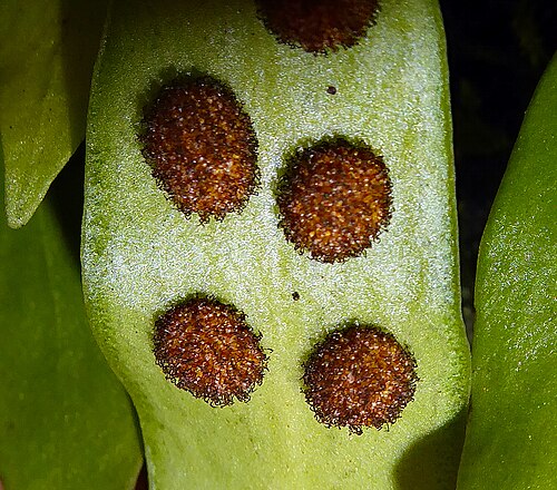 Loxogramme dictyopteris: Loxogramme dictyopteris by Peter de Lange