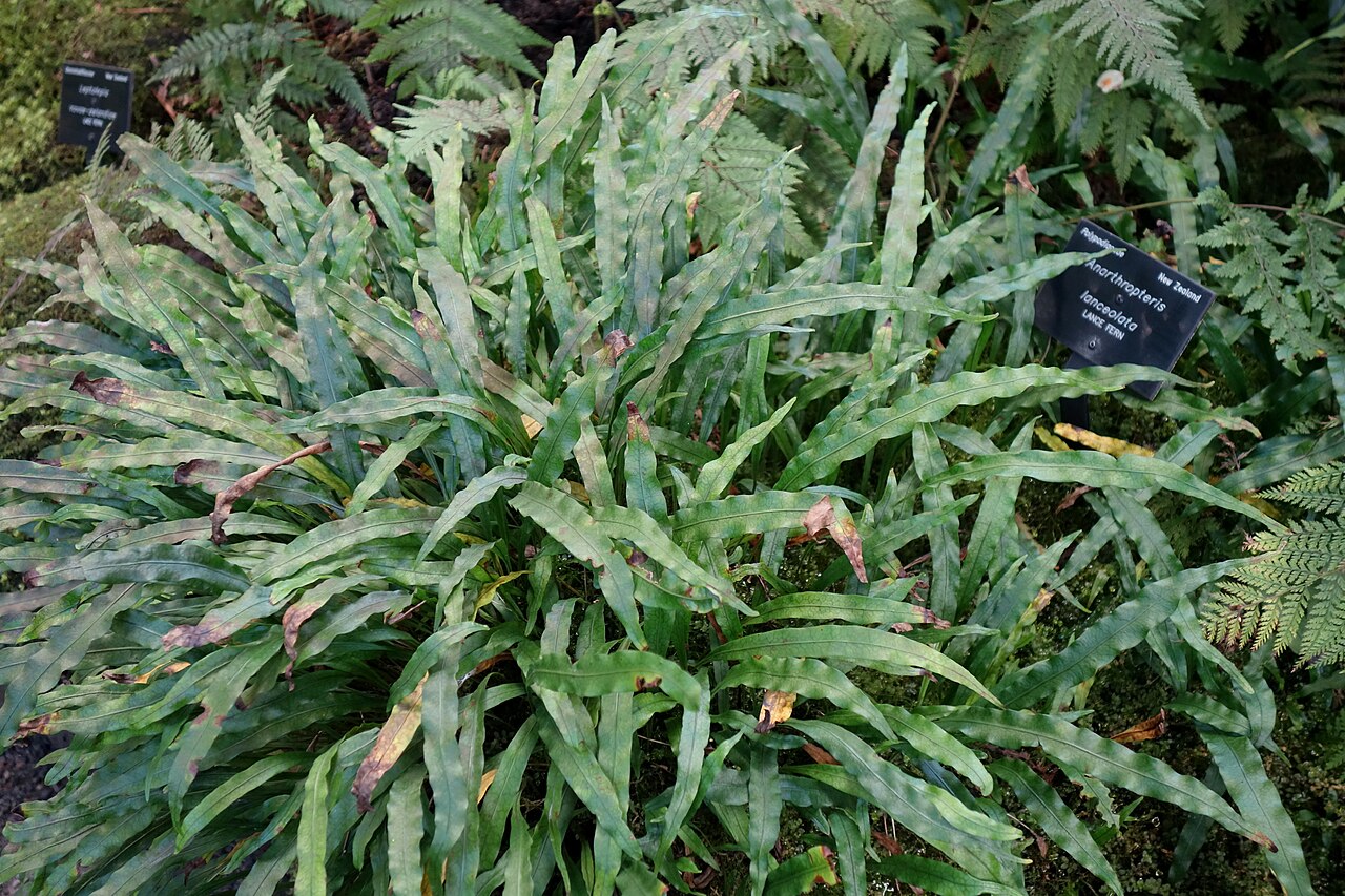 Loxogramme dictyopteris: Plant in the Fern House - Christchurch Botanic Gardens - Christchurch, New Zealand.