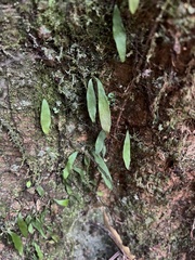 Loxogramme dictyopteris (Loxogramme dictyopteris)