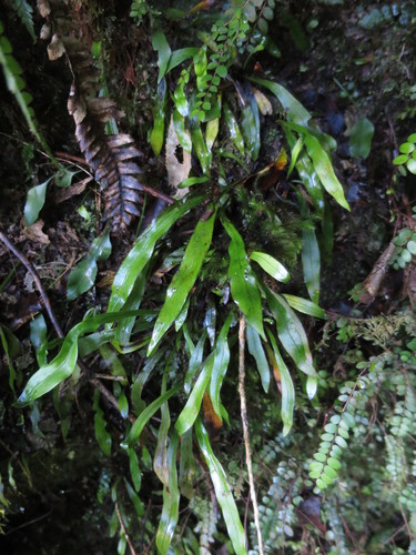 Loxogramme dictyopteris (Loxogramme dictyopteris)