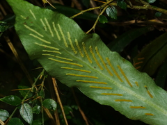 Loxogramme formosana (Loxogramme formosana)