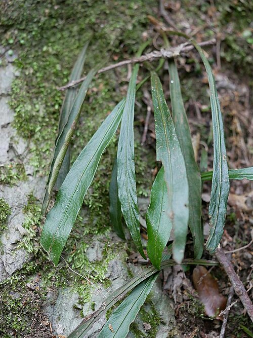 Loxogramme salicifolia: 2019/05/19 和歌山県田辺市:Tanabe City. Wakayama Pref. Japan
