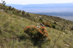 Loxostylis alata (Loxostylis alata)