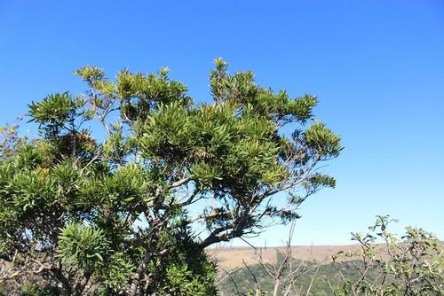 Loxostylis alata (Loxostylis alata)