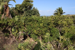 Loxostylis alata (Loxostylis alata)