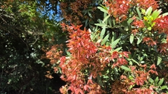 Loxostylis alata (Loxostylis alata)