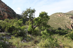 Loxostylis alata (Loxostylis alata)