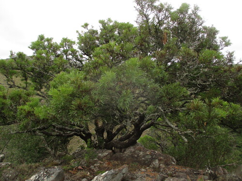 Loxostylis alata (Loxostylis alata)