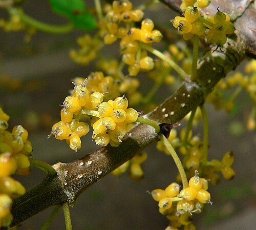 Lozanella enantiophylla: Lozanella enantiophylla at the San Francisco Botanical Garden