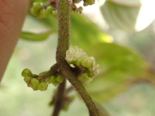 Lozanella permollis (Lozanella permollis)