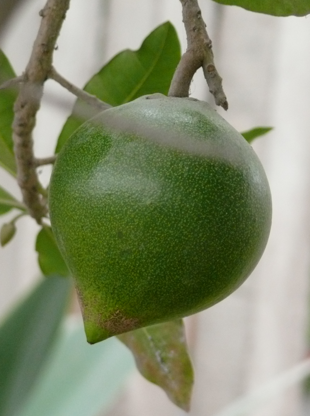 Lucuma: Pouteria lucuma