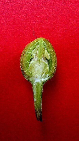 Lucuma grandiflora: Pouteria grandiflora (A.DC.) Baehni