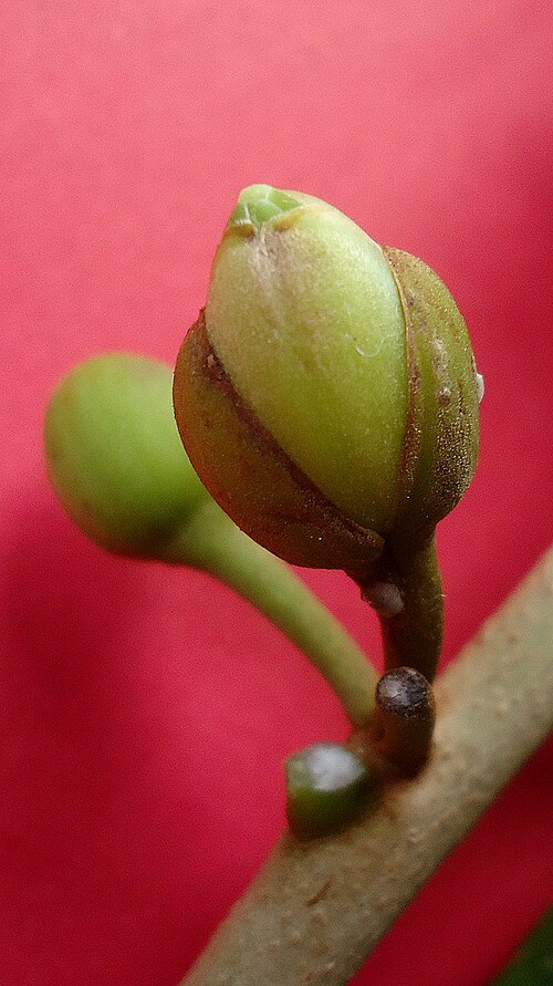 Lucuma grandiflora: Pouteria grandiflora (A.DC.) Baehni