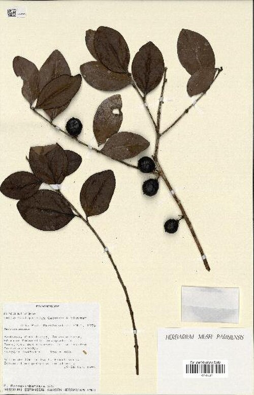 Ludia scolopioides: Spécimen d'herbier de Ludia scolopioides .