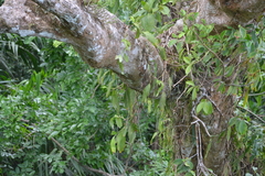 Ludovia integrifolia (Ludovia integrifolia)