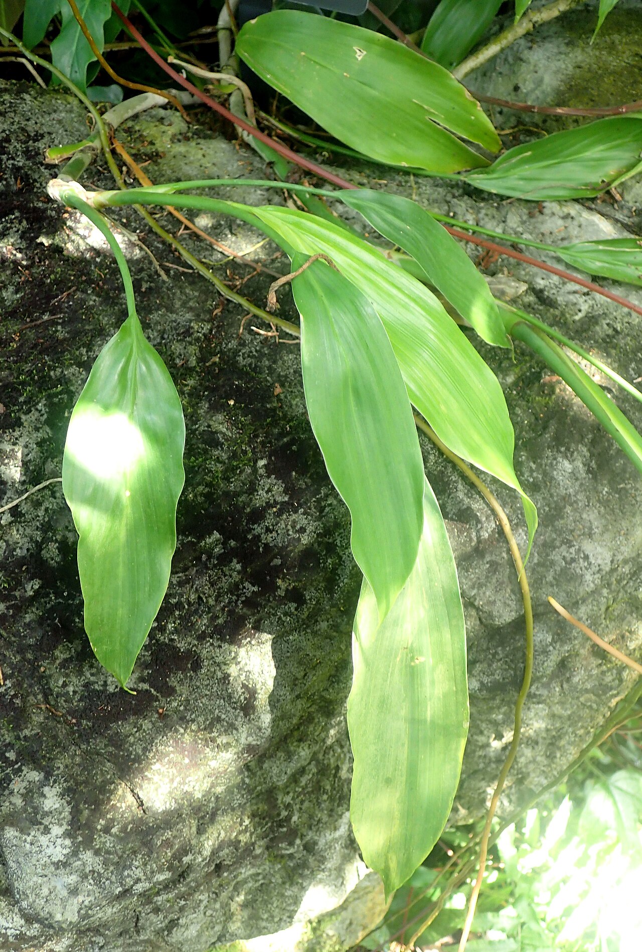 Ludovia integrifolia: Ludovia integrifolia in the Missouri Botanical Garden, St. Louis