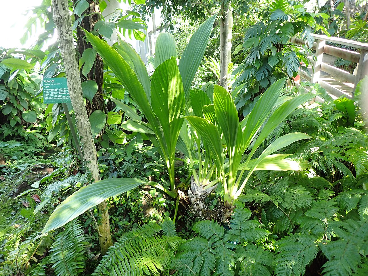 Ludovia lancaefolia: タンヨウパナマ(2024年11月 東京都 夢の島熱帯植物館)