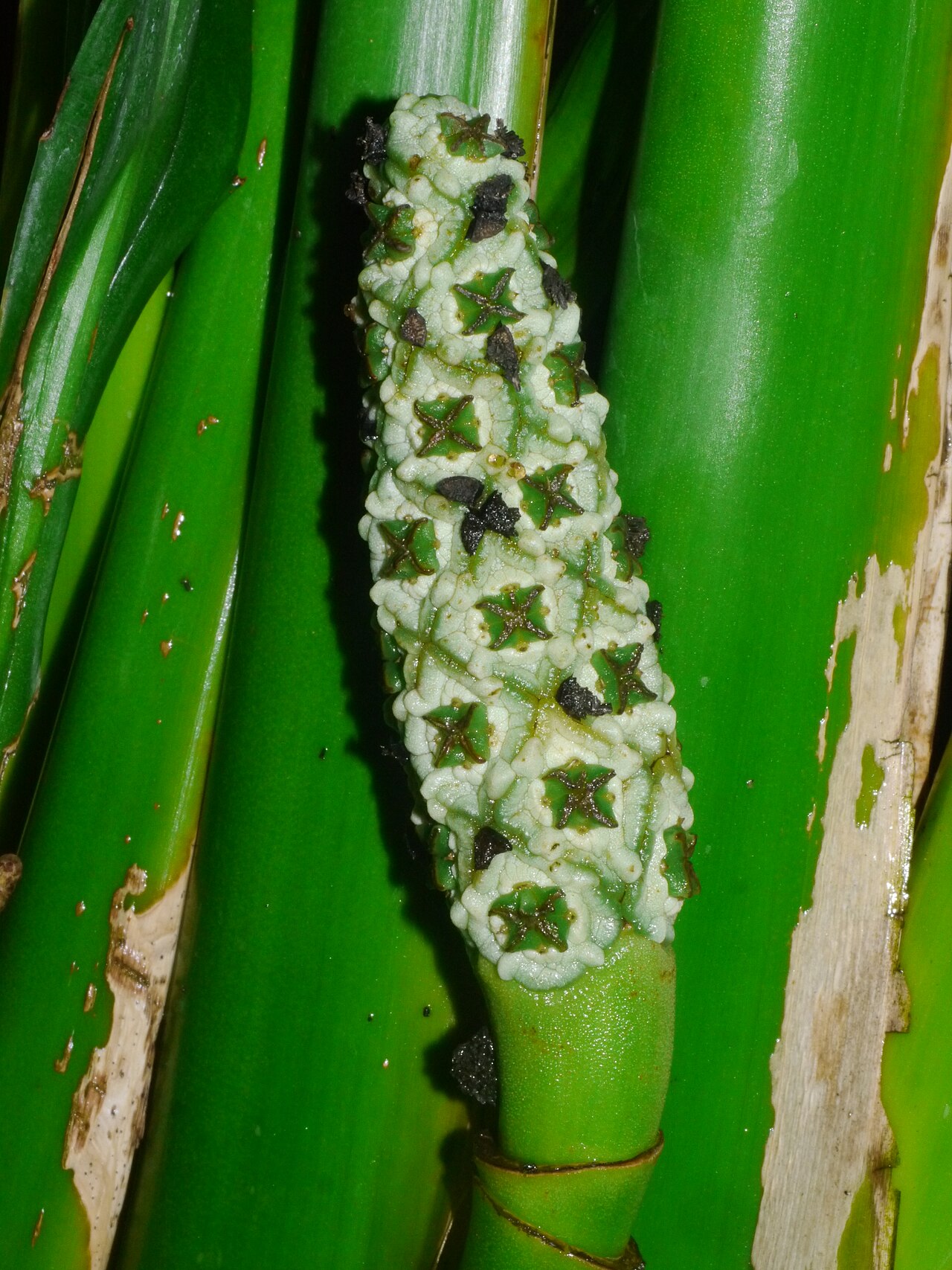 Ludovia lancaefolia: Ludovia lancifolia