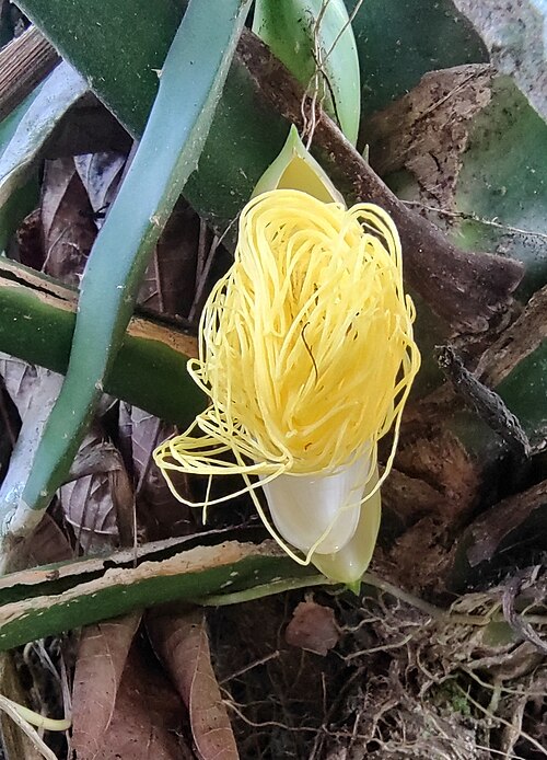 Ludovia lancaefolia: Ludovia lancifolia in Brazil