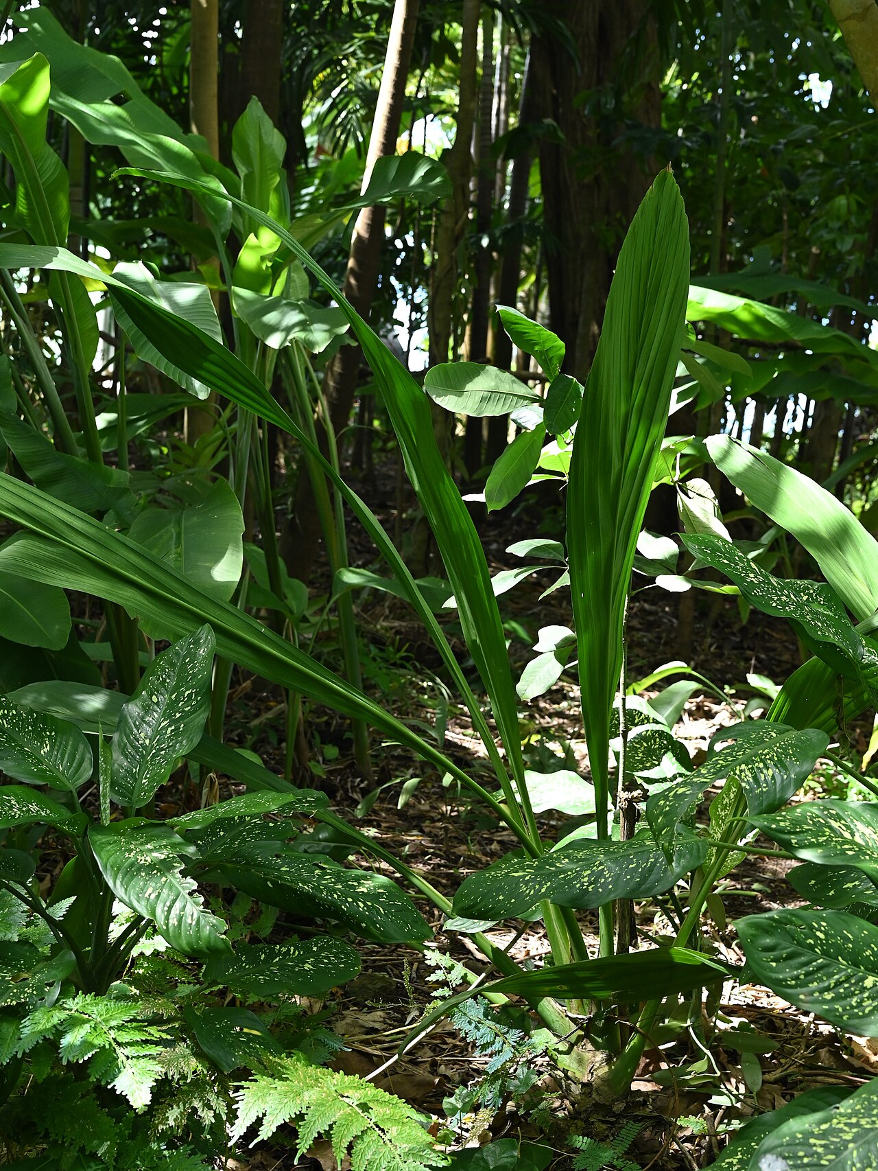 Ludovia lancaefolia: Ludovia lancifolia in Jardin botanique de Deshaies, Guadeloupe