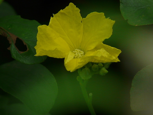 Sinkwa towelsponge (Luffa acutangula)