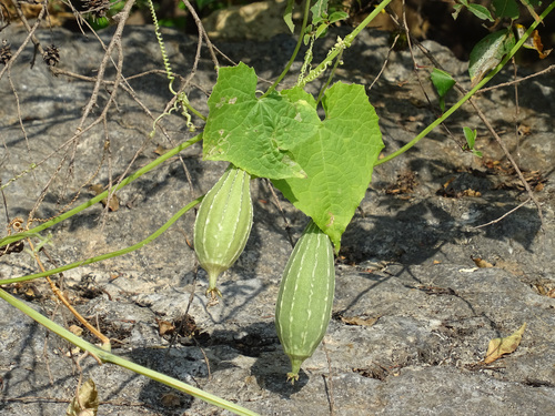 Sinkwa towelsponge (Luffa acutangula)