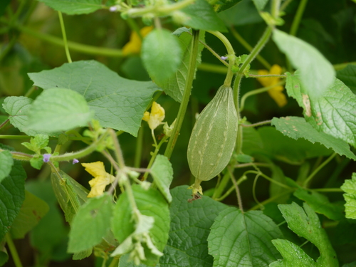 Sinkwa towelsponge (Luffa acutangula)